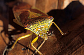 Bug, Brenta range, Trentino, Italy