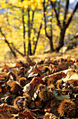 Maronen und Kastanienbäumen im Herbstlaub, Bergell, Graubünden, Schweiz