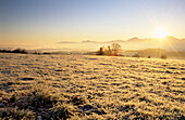 Sunrise above lake Chiemsee with pasture covered with rime ice and scenery of Teisenberg, Hochstaufen, Zwiesel, Hochfelln and Hochgern, Ratzinger Höhe, Chiemgau, Upper Bavaria, Bavaria, Germany