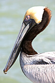 Pelican