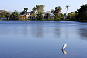 Pond, with luxury homes, Naples, Florida, USA