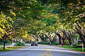 Canopied alley on Gulf Shore boulevard, Naples, Florida, USA