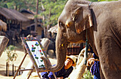 Malender Elefant in einem Elefanten Camp nördlich von Chiang Mai, Thailand