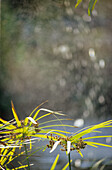 Stems of papyrus and reflections of a fountain, Chiang Mai, Thailand