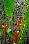 Heliconia with an old woodcarved door