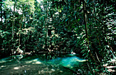 Suesswasserquelle im Regenwald, Borneo, Sarawak, Gunung Mulu NP, Malaysia