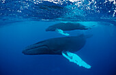 Humpback whale, mother and calf, Megaptera novaeangliae, Tahiti, French Polynesia , Rurutu, Pacific Ocean