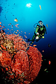 Scuba diver examines ship wreck Liberty, Indonesia, Bali, Tulamben, Indian Ocean