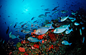 Grauer Doktorfisch, Fischschwarm, Acanthurus mata, Indonesien, Bali, Indischer Ozean