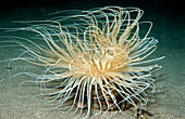 Tube anemone, Cerianthidae, Indonesia, Komodo National Park, Indian Ocean