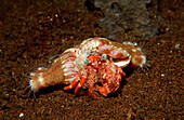Parasit anemone hermit crab, Dardanus pedunculatus, Calliactis parasitica, Bali, Indian Ocean, Indonesia