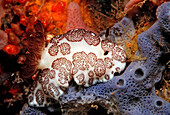 Sea Slug, Nudibranche, Jorunna funebris, Bali, Indian Ocean, Indonesia