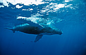 Humpback whale, Calf, Megaptera novaeangliae, Silverbanks, Caribbean Sea, Dominican Republic