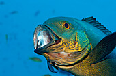 Putzerfisch reinigt Gelbaugen-Schnapper, Labroides dimidiatus, Macolor macularis, Indischer Ozean, Ari Atoll, Malediven