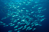 Feeding Indian mackerel, Rastrelliger kanagurta, Egypt, Africa, Sinai, Sharm el Sheik, Red Sea