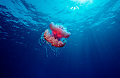 Crown jellyfish, Netrostoma setouchina, Egypt, Africa, Sinai, Ras Mohammed, Red Sea