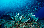 Rabbitfish and Pacific chub mackerel, Siganus sp., Macarela estornino, Scomber japonicus, Mexico, Sea of Cortez, Baja California, La Paz