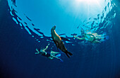 Californian Sea Lion and scin diver, Zalophus californianus, Mexico, Sea of Cortez, Baja California, La Paz