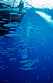 Weisser Hai neben Haikaefig, Carcharodon carcharias, Mexiko, Pazifischer Ozean, Guadalupe