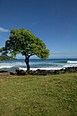 USA; Hawaii, Maui, Hana, Hana Beach Park, tree, meadow, countryside, beach, ocean, wave