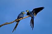 Hyacinth Macaws, Anodorhynchus hyacinthinus, Pantanal, Brazil