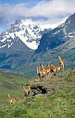 Guanacos, Lama guanicoe, Cuernos del Paine, Paine mountains, Torres del Paine Nationalpark, Patagonia, Chile