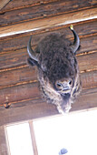 Buffalo head in Mad Trappers Saloon, Sunshine Village Ski Resort, Alberta, Canada