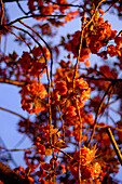 Fragile spring flowers in the evening sun