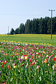 Field of tulips near Penzberg, Bavaria, Germany