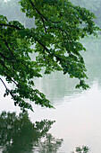 Branches of young green leaves hanging over the surface of a lake, Nymphenburg, Munich, Bavaria, Germany