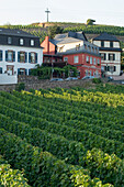 Vineyard, Ruedesheim, Rheingau, Hesse, Germany