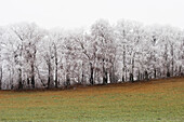 Meadow and snow covered trees, Leoni, Lake Starnberg, Bavaria, Germany