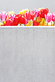 Tulpen hinter einer Mauer, Kaufbeuren, Bayern, Deutschland