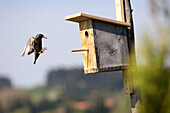 Star fliegt zu einem Vogelhaus, Kaufbeuren, Bayern, Deutschland