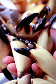 Koch mit Scheren der stone crabs, Restaurant Joe's Stone Crab, South Beach, Miami, Florida, USA