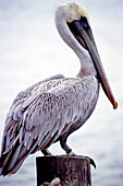 Pelikan, South Beach, Miami, Florida, USA