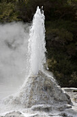 Lady Knox Geyser Eruption, Wai-O-Tapu Thermal Wonderland, Waiotapu, near Rotorua, North Island, New Zealand