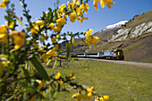 TranzAlpine train from Christchurch to Greymouth, near Springfield, Canterbury, South Island, New Zealand