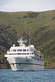 MS Bremen nahe Hafen von Akaroa, Banks Peninsula, Südinsel, Neuseeland