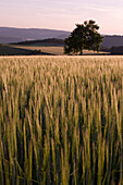 Wheat field and tree at dusk, near Geba, Rhoen, Thuringia, Germany