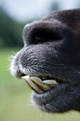 Llama Nose and Crooked Teeth, Nuedlings RhoenLama Trekking, Poppenhausen, Rhoen, Hesse, Germany