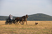 Horse and carriage with Stoppelsberg Mountain in the background, Haunetal, Rhoen, Hesse, Germany