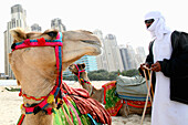 Camels on the beach, Dubai, United Arab Emirates, UEA