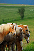 Haflinger horses on green pasture, Meura, Thuringia, Germany