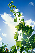 Riesling vine in back light, Trittenheim, Rhineland-Palatinate, Germany