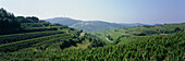 Single vineyard Oberbergener Bassgeige at Vogelsangpass, Village of Oberbergen, Kaiserstuhl-Tuniberg, Baden, Germany
