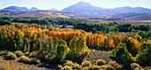 Blick von Conway Summit, Route 395, Herbstfärbung, Kalifornien, USA, Amerika