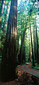 Armstrong Redwood State Reserve, BMW 3, Sanoma County, Kalifornien, USA, Amerika