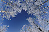 White frost on Aspens, Winter, Landscape