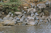 Zebras at a water place
